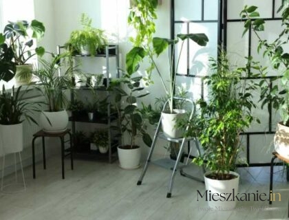 Jakie Rośliny do Mieszkania? - Mieszkanie.in